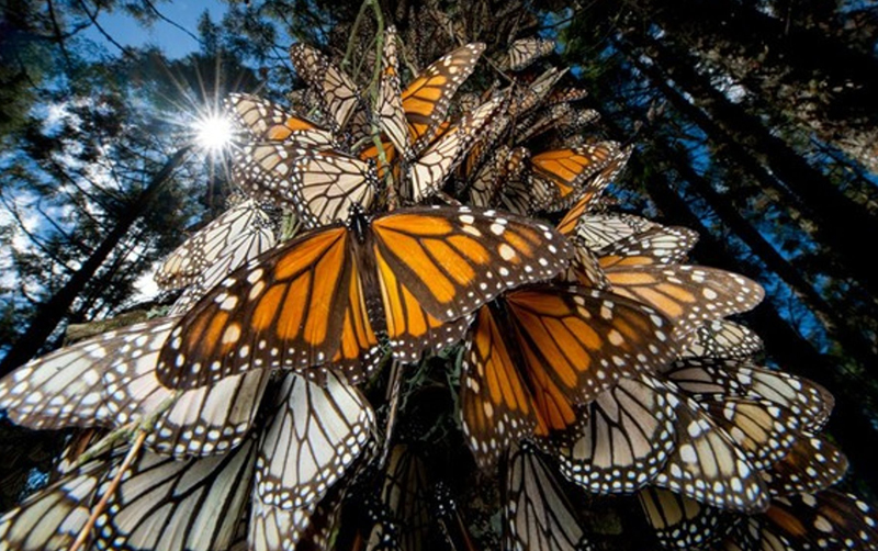 Mariposas Monarca en El Oro